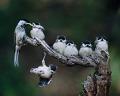 833 - DISSATISFACTION - LIM IL-TAE - korea, republic of